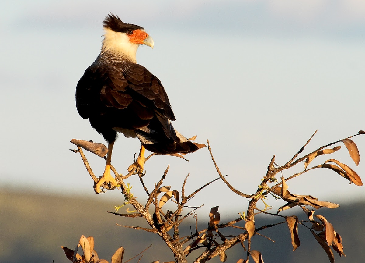 Assistente de identificação de Aves